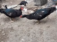 Ducks — foto 5