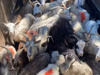 عنزة, الماعز — الصورة 1