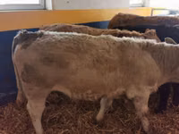 Buqa, Simmental cattle — 6-rasm