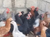 Chickens — फ़ोटो 2