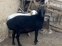 绵羊（批次，未指定性别）, Sheep — 照片 1