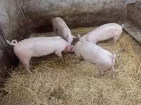 Säue, Schweine — Foto 4