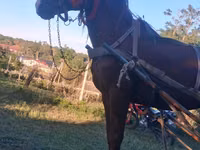 At, Atlar — foto 2