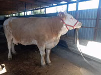 بقرة, Simmental cattle — الصورة 2