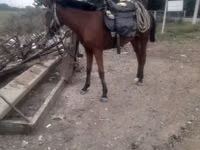Toychoq, Karabakh horse — 1-rasm