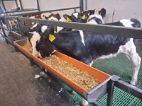 Buğa, Russian Black pied cattle — foto 5