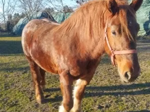 Iapă, Hungarian horse breed