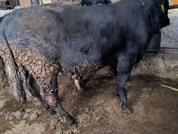 Toro, Aberdeen-Angus