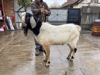 Ziegenbock, Nubian Goat — Foto 2