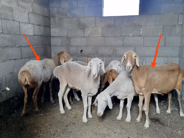 Brebis, Katum sheep