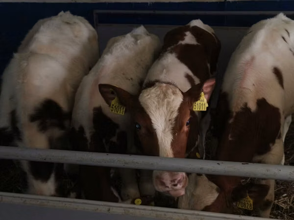 ثور, Simmental cattle