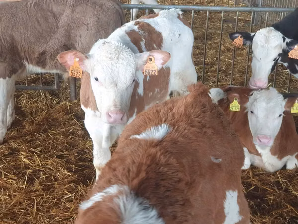 Buqa, Simmental cattle