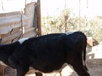 Buqa, Russian Black pied cattle — 7-rasm