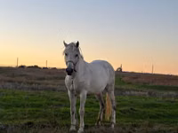 Égua, Cavalos — foto 1