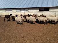 نعجة, White Suffolk sheep — الصورة 2