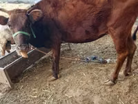 Vaca, Ganado vacuno — foto 3