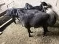 Ram, Hissar sheep — photo 6
