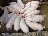Scroafă — foto 1