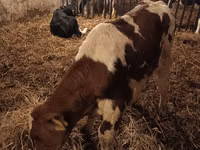 Bulle, Simmental cattle — Foto 1
