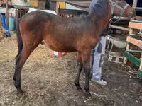 公马, Horses — 照片 1