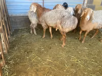 Carnero, Rhon sheep — foto 1