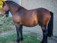 At, Međimurje horse — foto 2