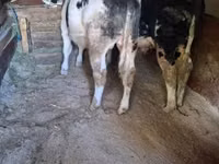 Bull, Belgian Blue — photo 2