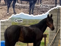 Ат, Карачаев ат — сүрөт 4