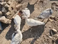 Ducks — Foto 2