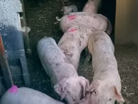 Eber, Schweine — Foto 4