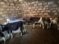 Vache, Bovins — photo 1