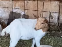 Ziegenbock, Boer goat — Foto 2