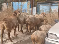 Brebis, Moutons — photo 2
