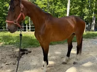 Toychoq, Dutch warmblood horse — 6-rasm