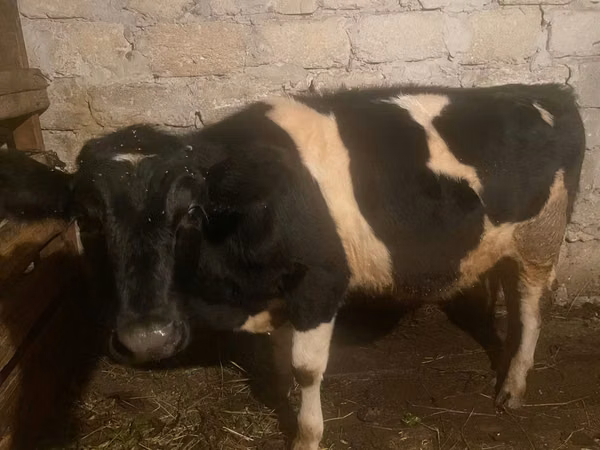 Bou, Russian Black pied cattle
