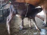 Cow, Alatau breed — photo 1