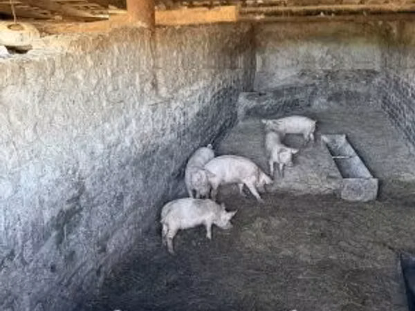 Vier, Porci