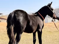 حصان, Arabian horse — الصورة 8