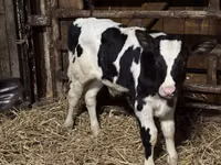 Touro, Russian Black pied cattle — foto 1