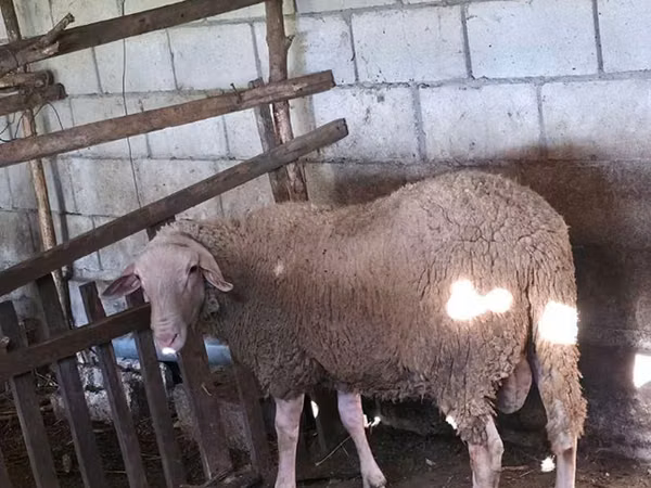 كبش, Baerchuke sheep