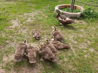 Ducks — 照片 5