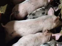 Eber, Schweine — Foto 1