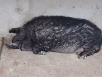 Vind jumate din porcină de mangalița — Foto 2