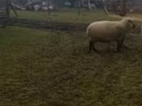 Qoç, Shroshire sheep — foto 1