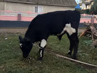 Toro, Ganado vacuno — foto 1
