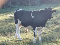 ثور, Russian Black pied cattle — الصورة 3