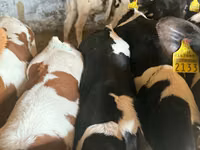 Qoramol (partiya, jinsi ko‘rsatilmagan), Simmental cattle — 1-rasm