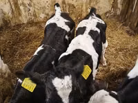 Toro, Raza Holstein — foto 4