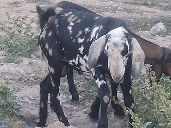 Țap, Nubian Goat