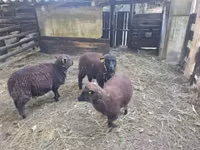 Oaie, Southdown sheep — foto 2